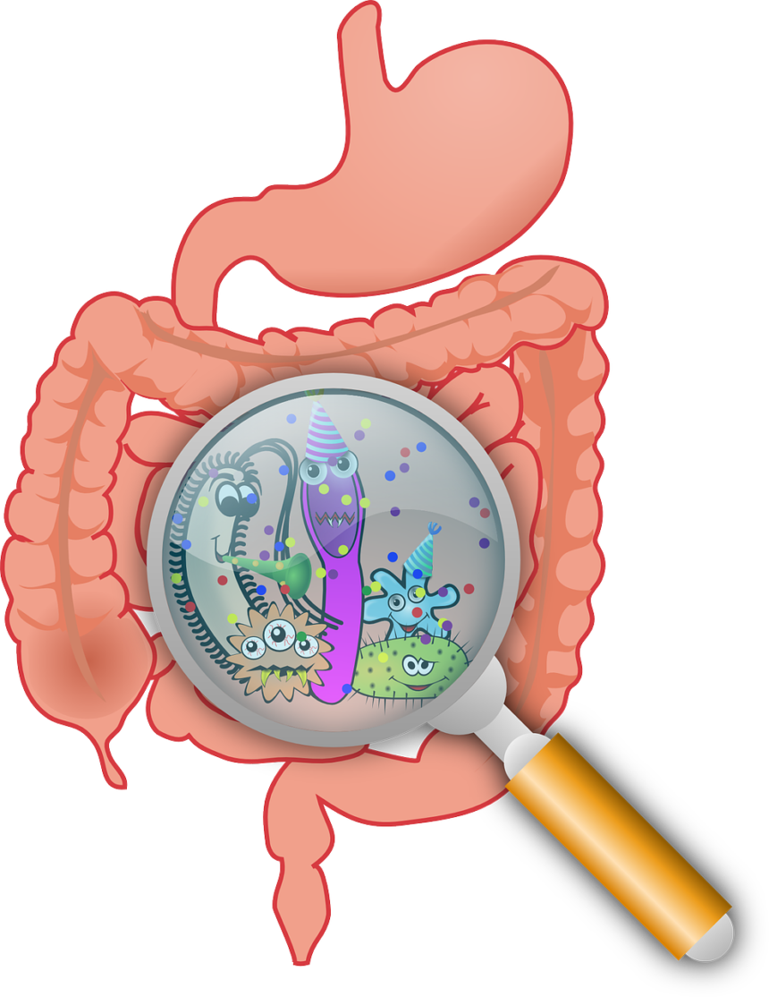 Leaky Gut - what is it and how to treat it