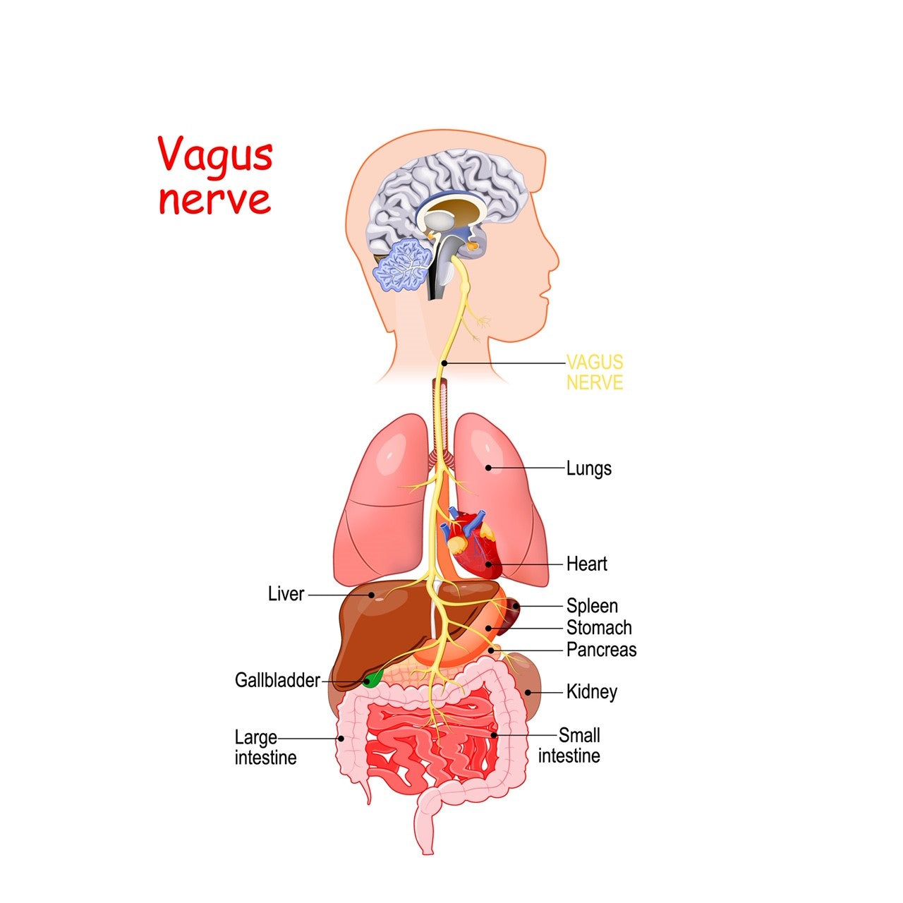 Improve posture to stimulate vagus nerve